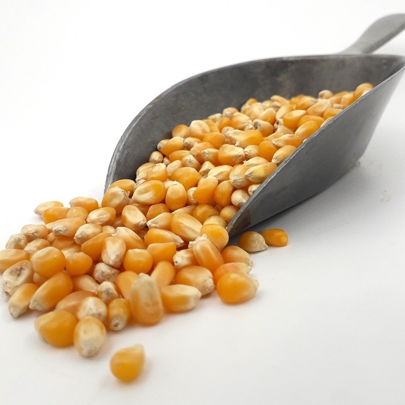 [6] MAÏS POUR POP-CORN